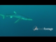 Shark Blue 6 1324